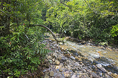 Regenwaldbach in Kolumbien