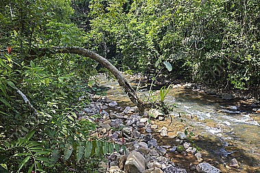 Regenwaldbach in Kolumbien