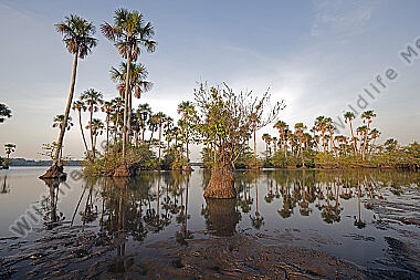 Savannen-Feuchtgebiet Llanos