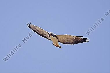 Weißschwanzbussard
