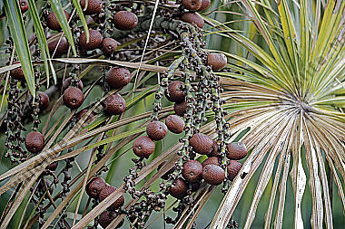 Buriti-Palme