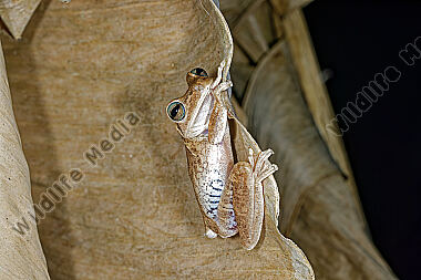 Jadegrüner Laubfrosch