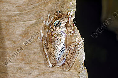 Jadegrüner Laubfrosch