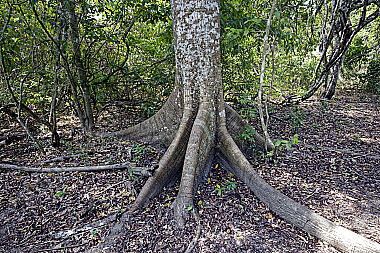 Kapokbaum Ceiba pentandra