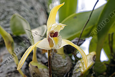 Orchidee Maxillaria pseudoreichenheimiana