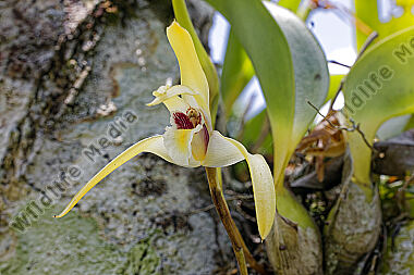 Orchidee Maxillaria pseudoreichenheimiana
