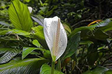 Peace Lily