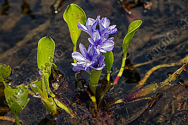 Wasserhyazinthe Pontederia azurea
