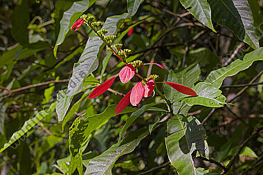 Pride of Trinidad