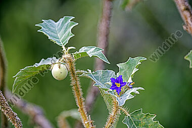Nachtschatten Solanum crinitum