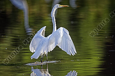 Silberreiher Llanos