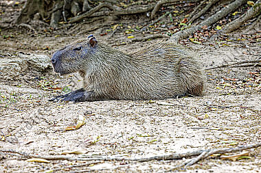 Wasserschwein
