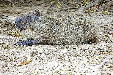 Wasserschwein