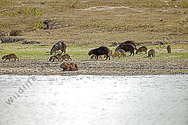 Wasserschwein