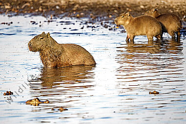 Wasserschwein
