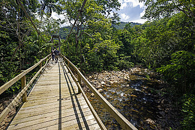 Hängebrücke durch den Regenwald
