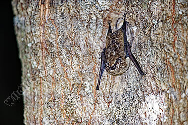 Kleine Sackflügelfledermaus