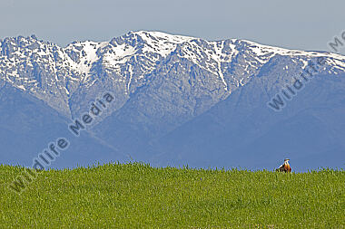 Großtrappe Hahn mit schneebedecktem Berg