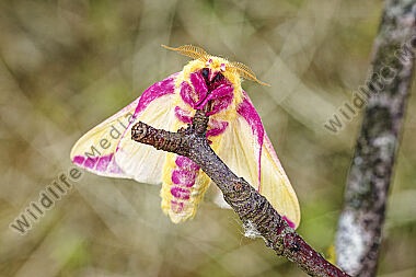 Rosaroter Ahornspinner
