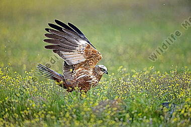 Rohrweihe Männchen