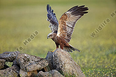 Rohrweihe Männchen