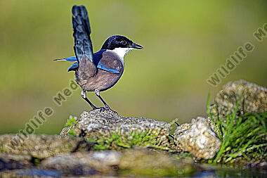 Blauelster