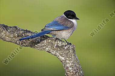 Blauelster