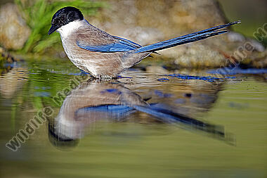 Blauelster
