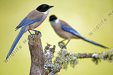 Blauelster