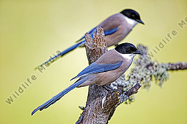 Blauelster