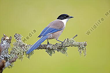Blauelster
