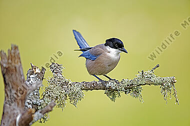 Blauelster