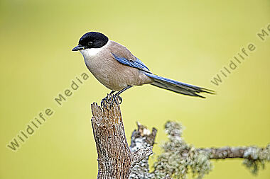 Blauelster