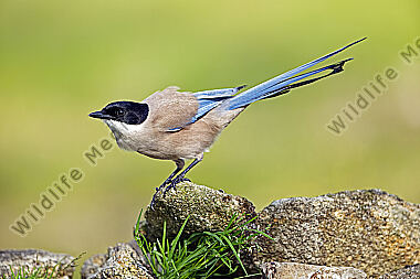 Blauelster