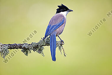Blauelster
