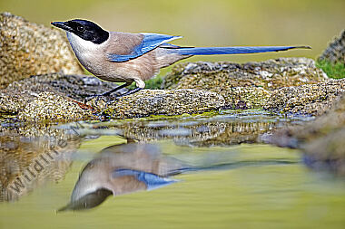 Blauelster