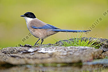 Blauelster