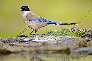 Blauelster