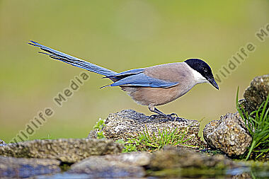 Blauelster