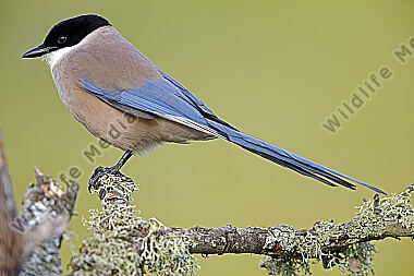 Blauelster