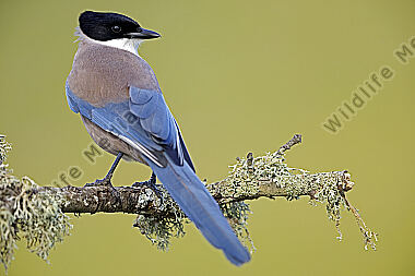 Blauelster