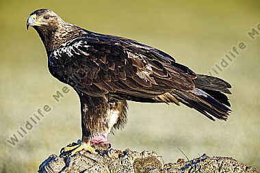 Spanischer Kaiseradler