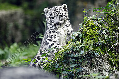 Schneeleopard Baby