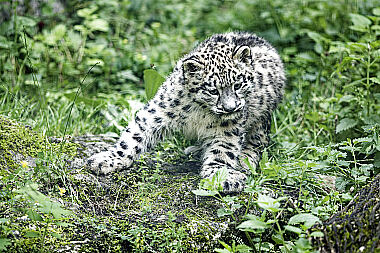 Schneeleopard Baby