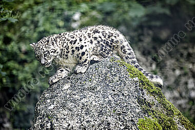 Schneeleopard Baby