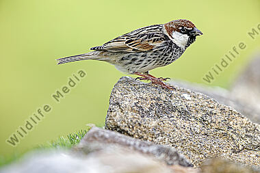 Weidensperling Männchen