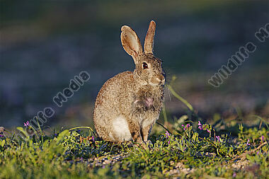 Wildkaninchen