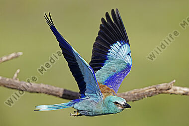 Blauracke im Flug