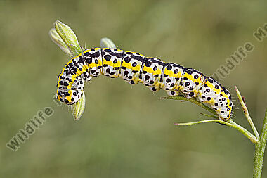 Rittersporn-Sonneneule Raupe
