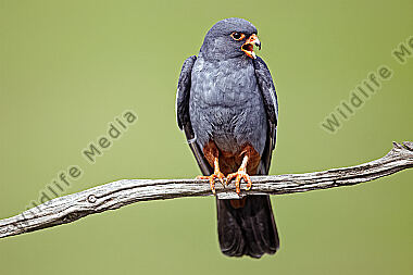Rotfußfalke Männchen